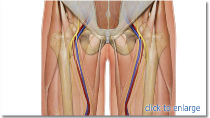 femoral