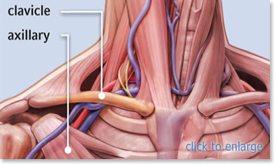 axillary_anatomy