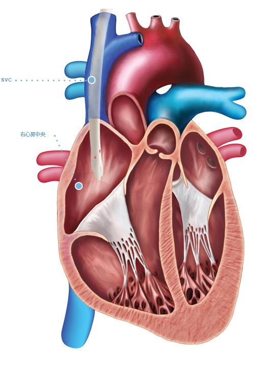 heart-diagram-jp